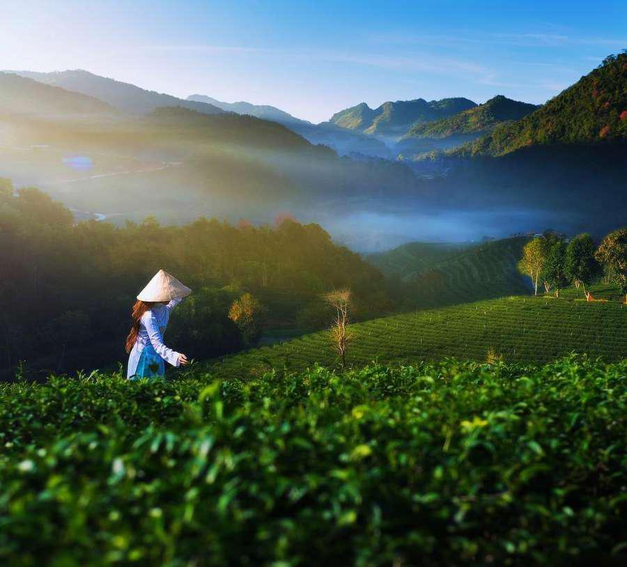 Tea farm at sunrise — Matchio partner farm in China