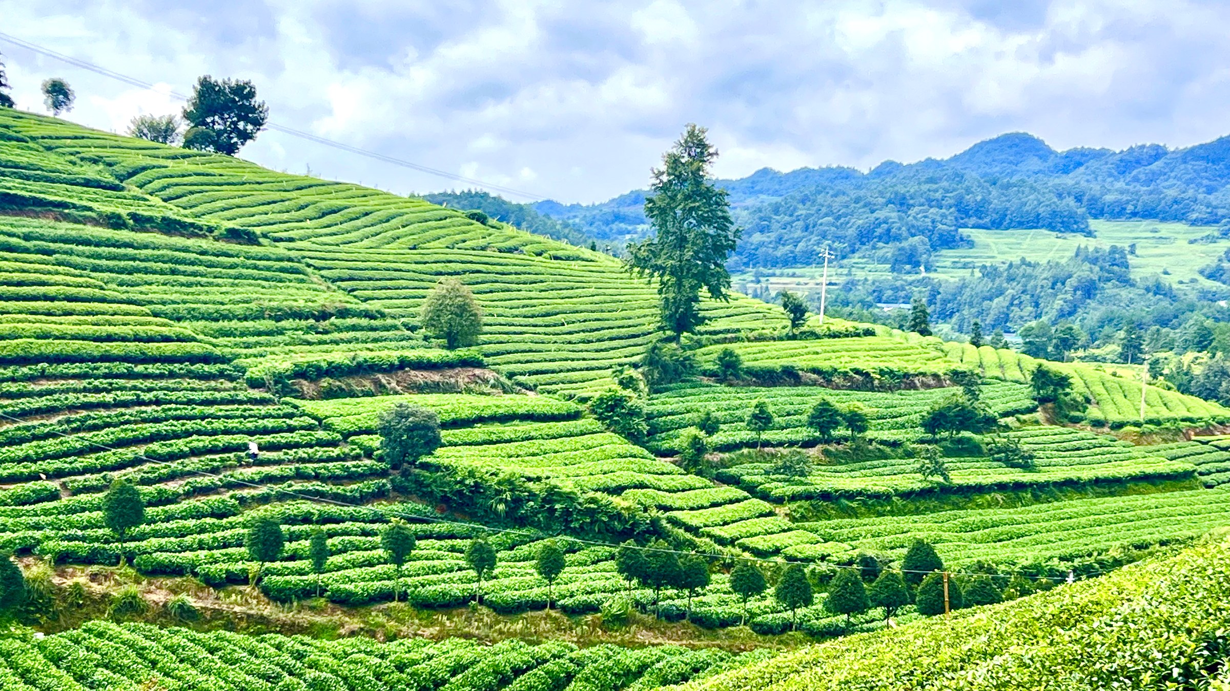 Chinese Matcha Tea Farm — Matchio Premium Chinese Matcha