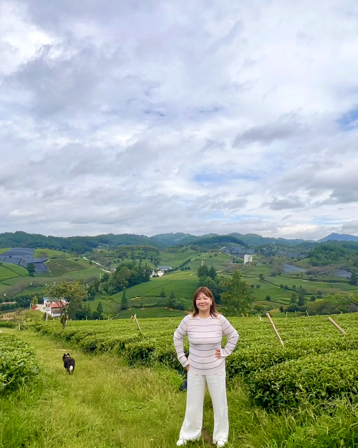 Matchio organic matcha farm